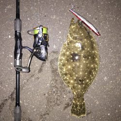 またヒラメが釣れました